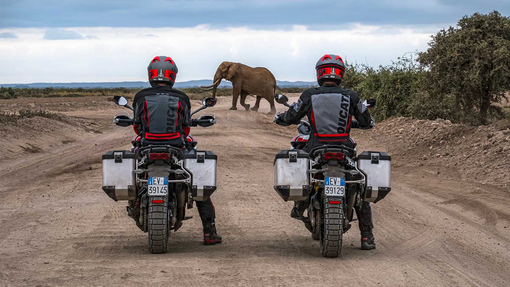 Riders on Ducati Multistrada V4 Rallys watching an African elephant cross the road