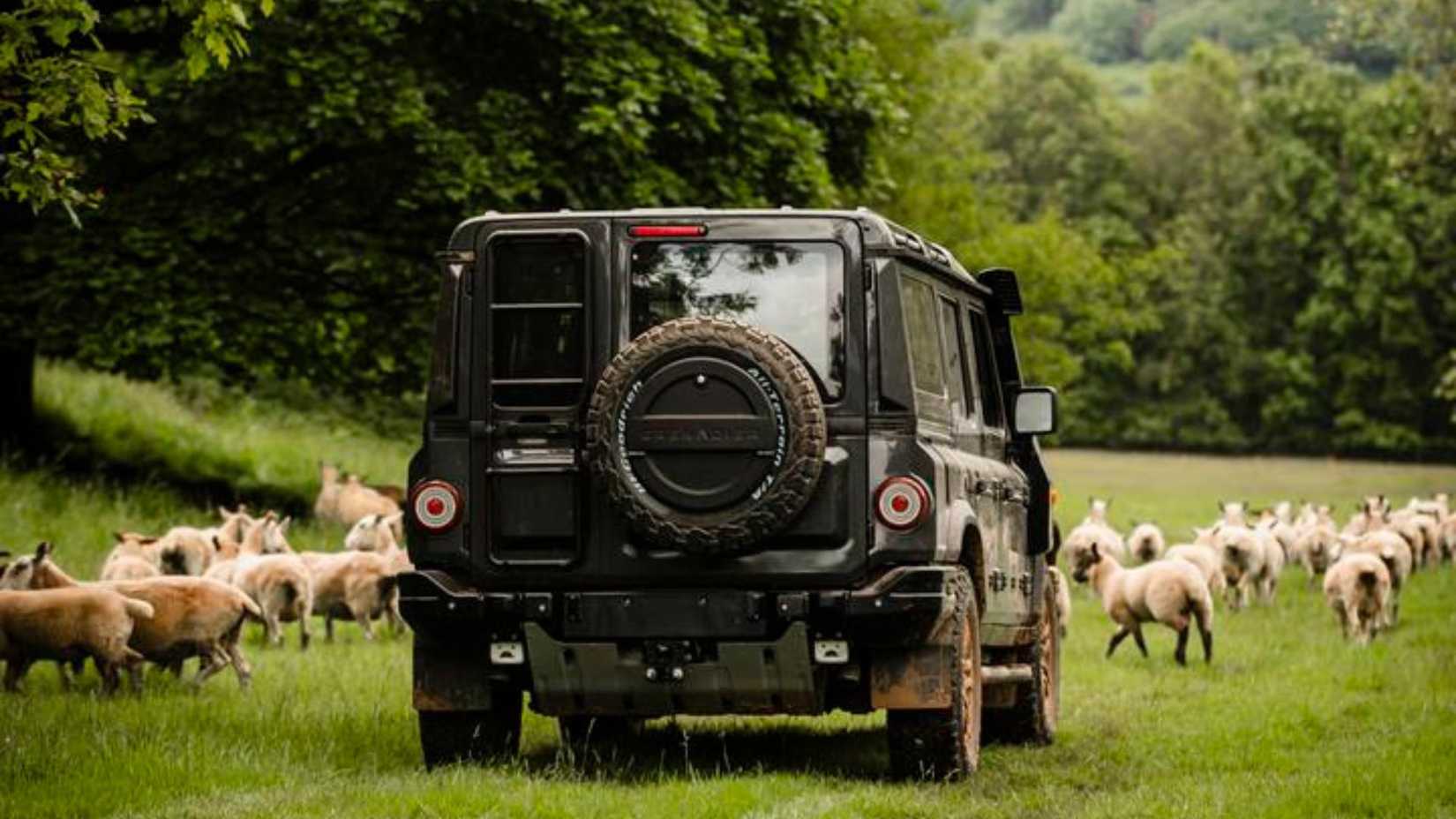 Ineos Grenadier in black driving through field of sheep