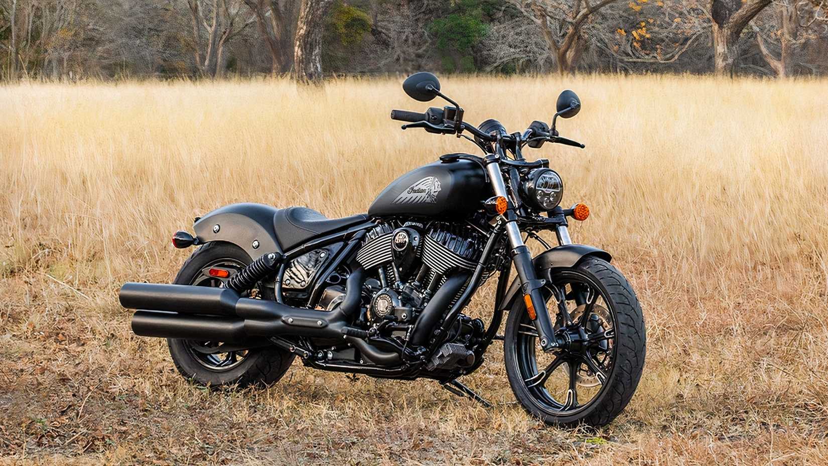 Beauty shot of an Indian Chief Dark Horse in the field