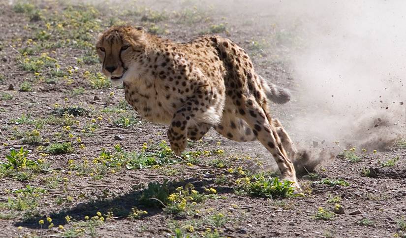 Speed Thrills: Meet the animal that can outsprint your Ferrari