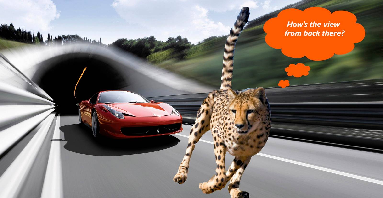 Speed Thrills: Meet the animal that can outsprint your Ferrari